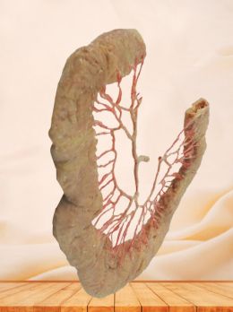 Jejunum vascular arch plastinated specimen