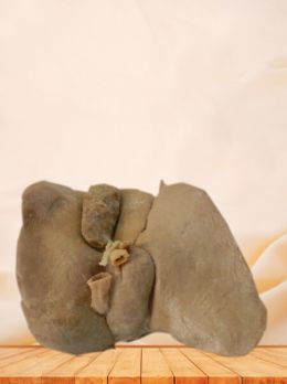 Liver plastinated specimen