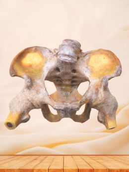 Male pelvic ligament plastinated specimen