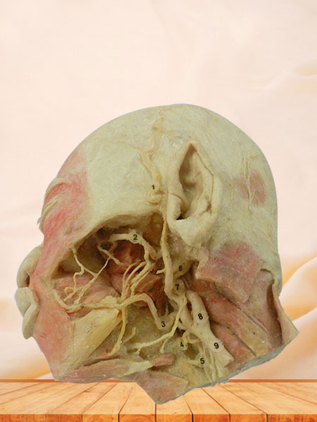 Deep vascular nerve of head and face plastination