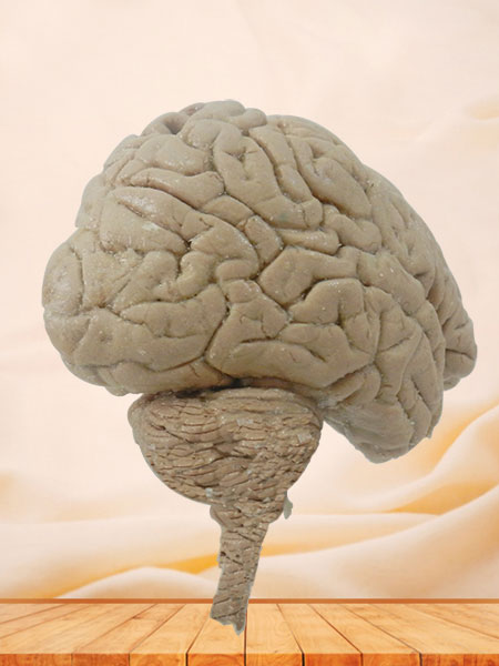 Human median sagittal section of brain