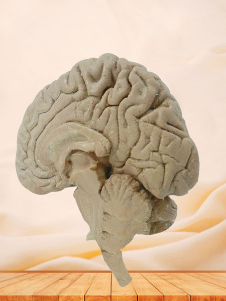 Human median sagittal section of brain plastinated specimen