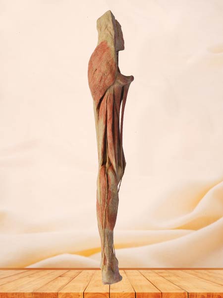 Human superficial vein and nerve of lower limb plastination