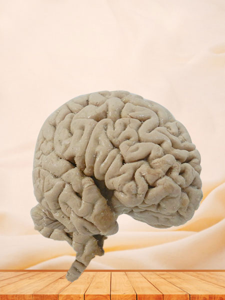 Median sagittal section of brain