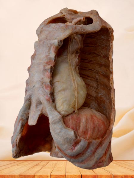Mediastinal organs and diaphragm plastinated specimen