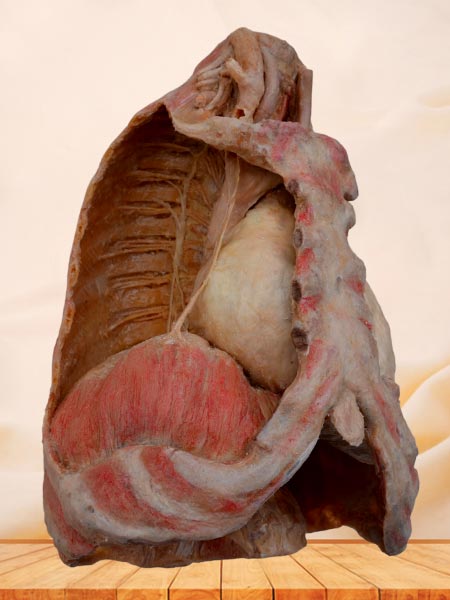Mediastinal organs and diaphragm plastination specimen