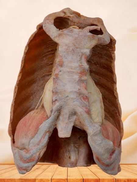 Mediastinal organs and diaphragm specimen