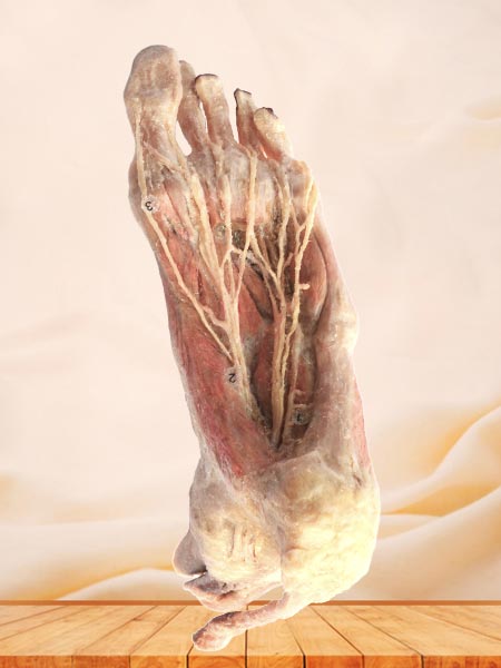 Plantar artery anatomy specimen