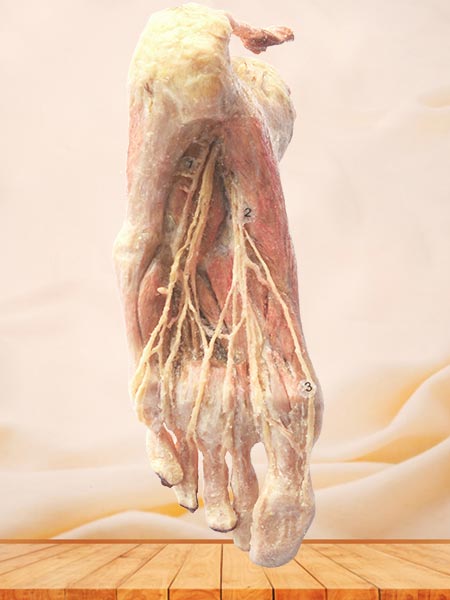Plantar artery plastination specimen