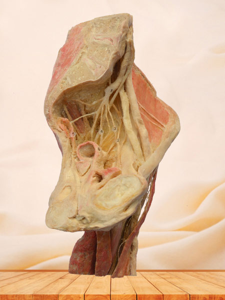 Sagittal section of Female pelvis human body plastination
