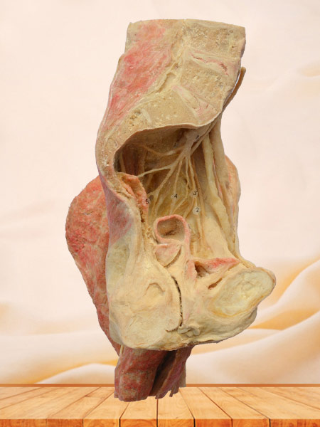Sagittal section of Female pelvis human plastinated supplier