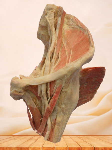 Sagittal section of Female pelvis human plastination