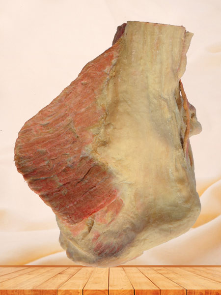 Sagittal section of Female pelvis human plastination supplier