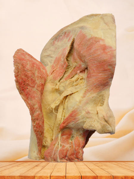Sagittal section of Female pelvis plastination