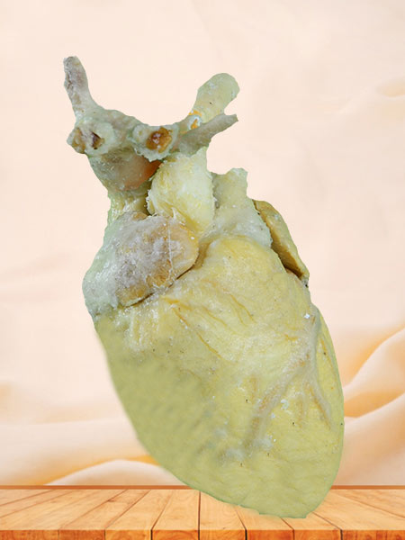 Sheep cardiovascular plastinated specimen