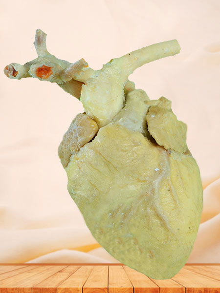 Sheep cardiovascular plastination specimen