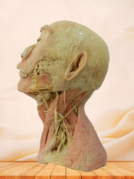 Superficial vascular nerve of head and neck