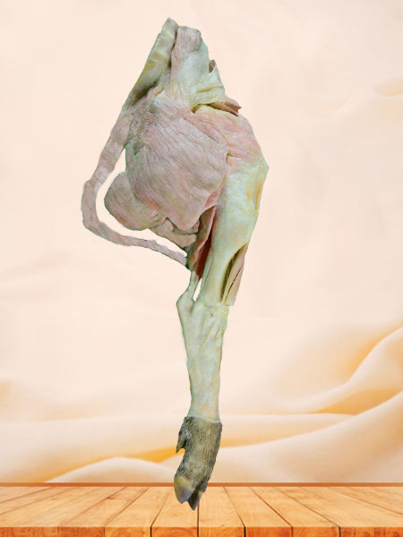 The muscle of pig hind leg plastination