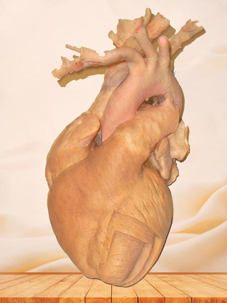 Whole heart plastinated human specimen