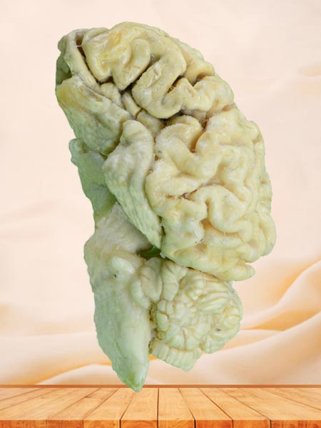 brain hemisphere of sheep medical teaching specimen