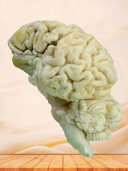 brain hemisphere of sheep plastination