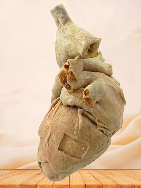 cardiac muscle anatomy specimen