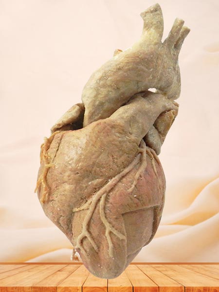 cardiac muscle plastination specimen