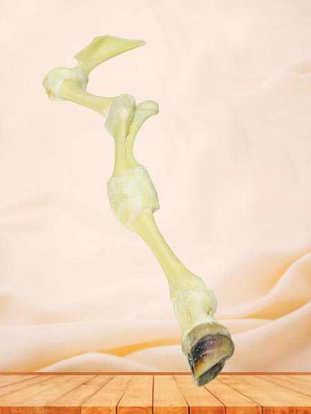 cattle anterior limb joint specimen plastination