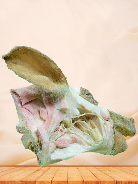 deep vessels and nerves of pig head plastinated specimen