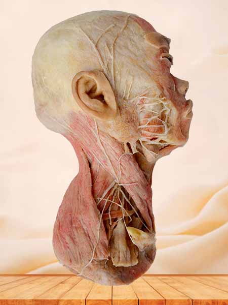 Half head muscle plastinated specimen