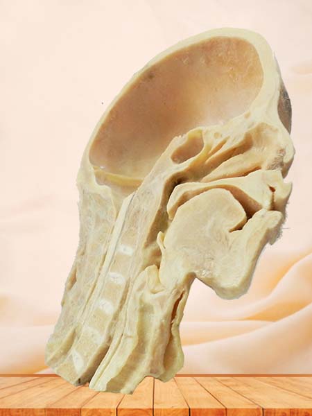 human pharynx specimen