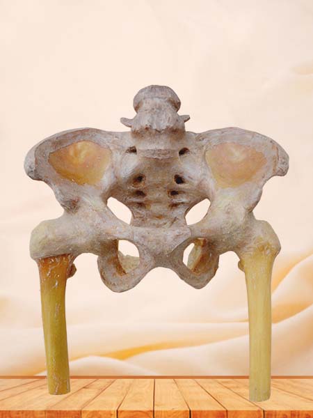male pelvis and hip joint
