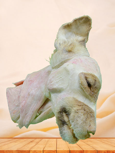 median sagittal section of dog head and neck with brain