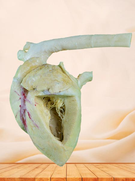 medical Heart cavity of pig specimen