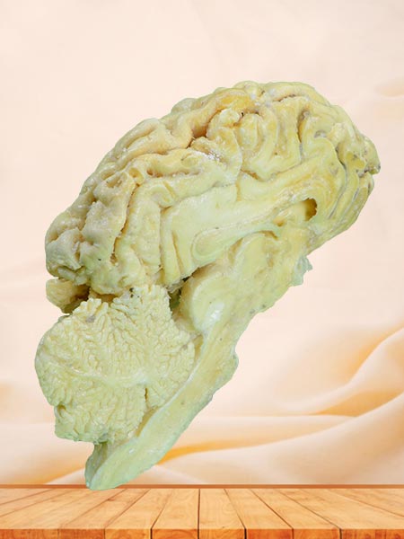 medical brain hemisphere of sheep specimen