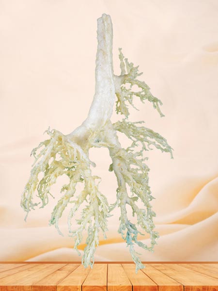medical bronchial tree of cow teaching specimen