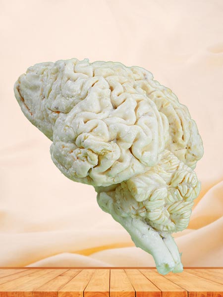 medical cattle brain specimen