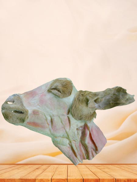 medical superficial muscle of sheep head and neck plastination