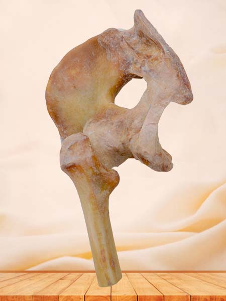 pelvis ligaments specimen