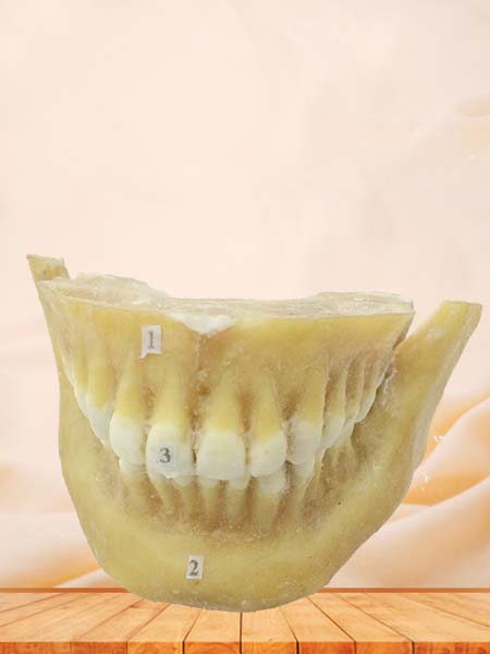 permanent teeth plastinated specimen