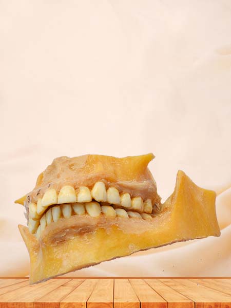 permanent teeth specimen