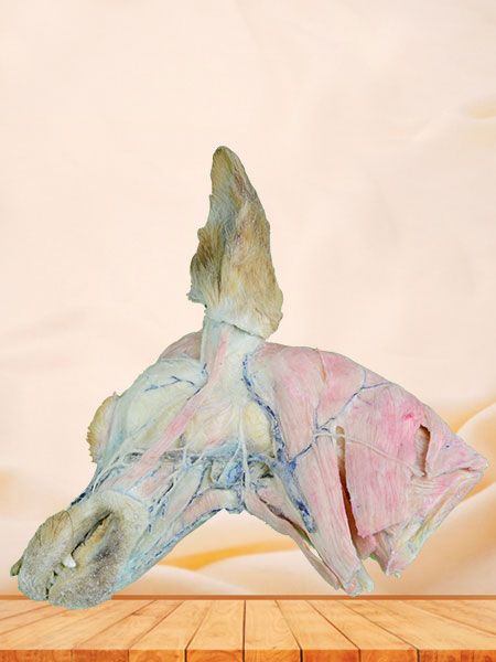 superficial vein of dog head and neck specimen