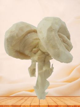 Brain stem plastinated specimen