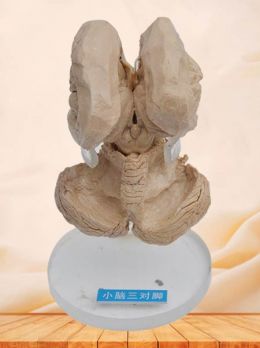 Brain stem and cerebellum plastinated specimen