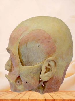 Deep muscle of head plastinated specimen