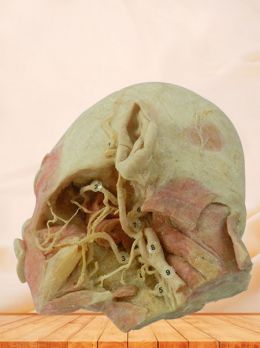 Deep vascular nerve of head and face plastinated specimen