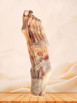 Dorsal veins of foot plastinated specimen