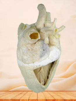 Heart cavity of cow plastinated specimen
