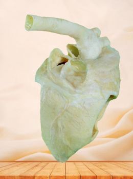 Heart cavity of pig plastinated specimen