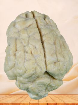 Brain of pig plastinated specimen